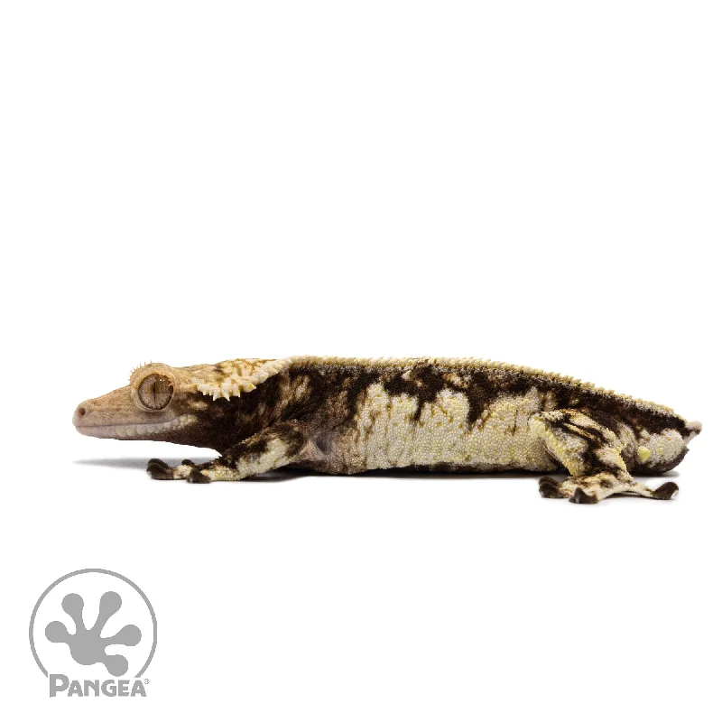 Male White Wall Crested Gecko Cr-2718